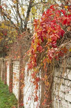 Dark red leaves of bush drapes over a fence in autumn, Minsk, Belarus