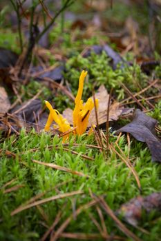 Coral fungi Clavulinopsis aurantiocinnabarina or Clavulinopsis helvola in forest of Belarus