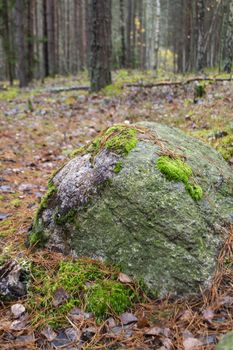 Large stone covered with green moss in autumn misty forest