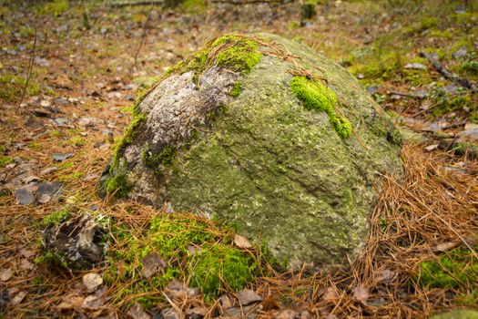 Big stone with moss in foggy autumn forest in Belarus