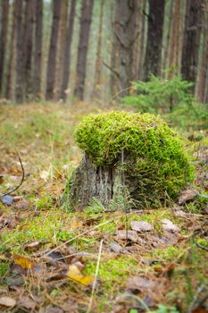 Tree stump with a moss hat on the forest floor, vertical image