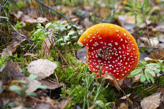 Poisonous and psychoactive basidiomycete fungus. Bright fly agaric in autumn