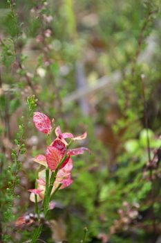 Vivid pink fall leaves on green blured background. Autumn forest. Colorful background with pink leaves on branch. Bright autumn colors of nature. Vertical image