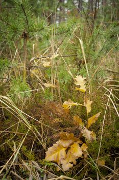 Wet fallen dry oak leaves with green background in autumn forest. Vertical image