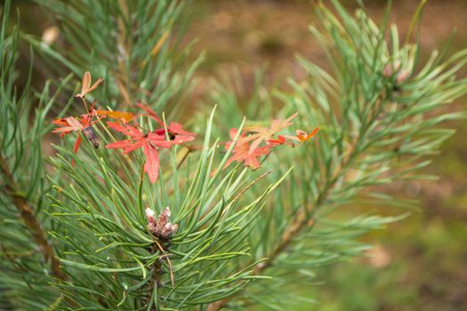 Autumn background of pine sapling leaves. Seasonal concept. Red thin leaves on pine branch in autumn.