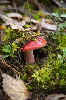 Natural raw pink or red russula emetica in wild forest. Vertical image