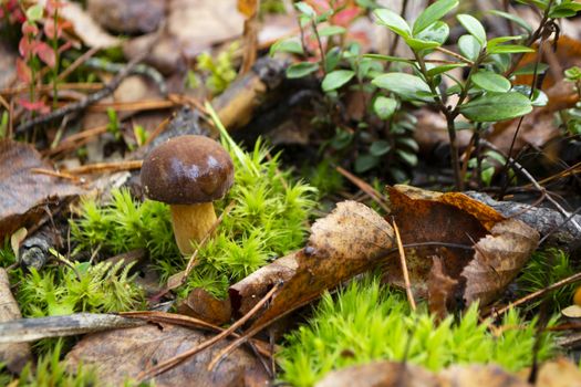 Mushroom xerocomus badius in the wild forest on the moss, Belarus