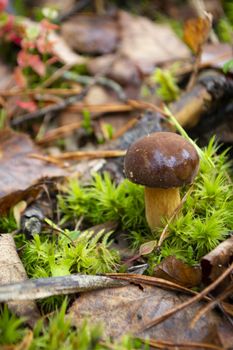 young bay bolete Boletus badius or Xerocomus badius, edible mushroom of Belarus