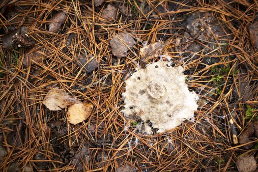 Old rot mushroom fungus and mold on wild forest. Structure of mushroom mycelium sick mold, in form of snowflake top view