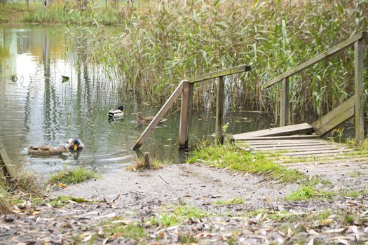 A flock of ducks swims in a pond on a organic farm
