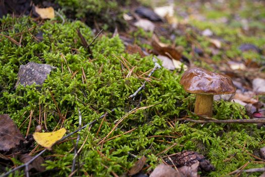 Little edible mushroom xerocomus badius in the wild forest on the moss