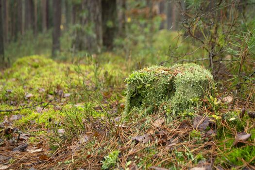 Old stump overgrown with moss in the autumn wild forest