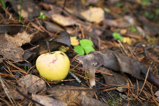 Autumn scene grey mushroom growing floor and yellow apple closeup