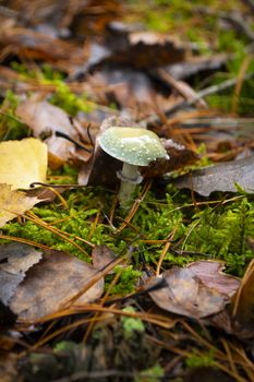 Stropharia aeruginosa. wild mushrooms in the organic forest, vertical image
