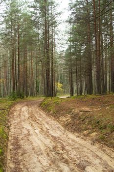 Autumn landscape of lonely alley with bare autumn trees and forest road, vertical image
