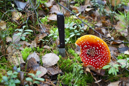 Closeup of an bright Amanita muscaria or fly agaric, fly amanita with knif in autumn forest.