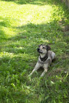 A large, fluffy cur dog lies on the grass. A good guard for people. Favorite pet. Vertical image