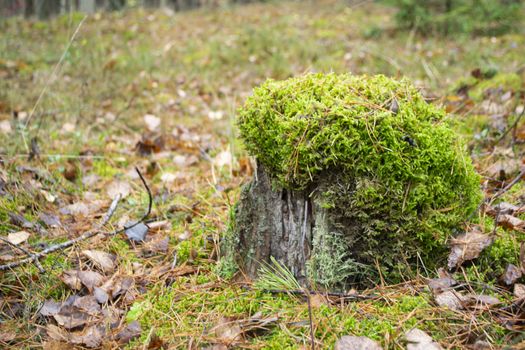 old rotten tree stump covered with green moss hat, close up