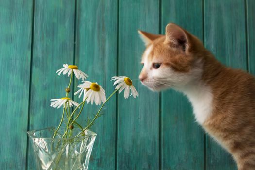 Cute red kitten sniffing white wild daisy or camomile flowers, teal background