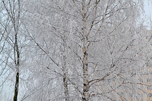 frosty winter morning for trees plastered with rime, russian winter with birch branch