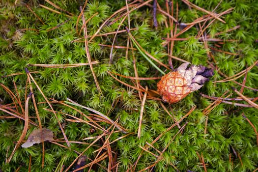 Red pine cone on green moss in a pine forest close up, flat lay