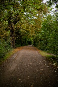Portrait View of a Mysterious Long Path Surrounded by Trees and Plants From a Park in London, UK