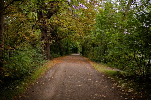 Landscape View of a Mysterious Long Path Surrounded by Trees and Plants From a Park in London, UK