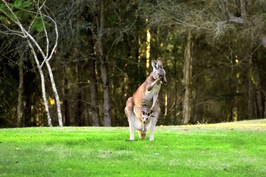 A Kangaroo with her Joey on grass