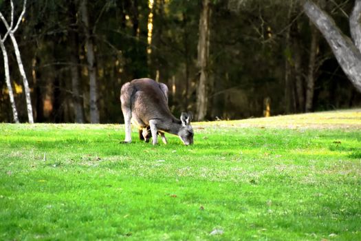 A Kangaroo with her Joey on grass