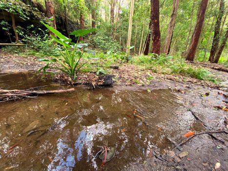 A rainforest creek in Australia