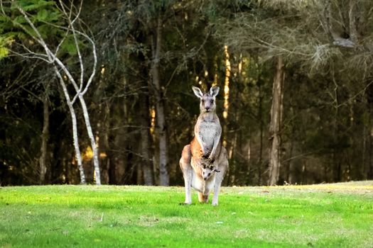 A Kangaroo with her Joey on grass