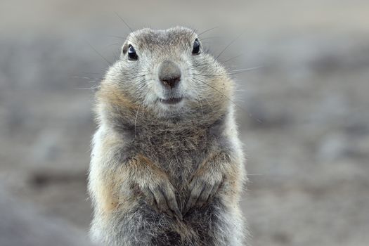 Portrait of Arctic ground squirrel. Cute curious wild animal of genus of medium sized rodents of squirrel family. Eurasia, Russian Far East, Kamchatka Peninsula.