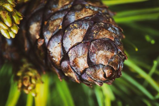 Cone with nut of Japanese Stone Pine (Pinus Pumila). Closeup natural floral background, Christmas spirit. Vintage instant color photo effect, colorful picture with toned filter.