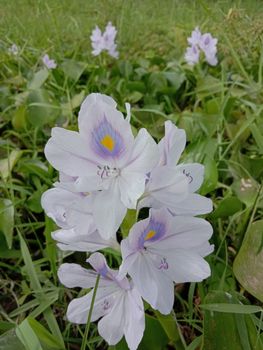 violet and white colored kochuri pana flower with green leaf