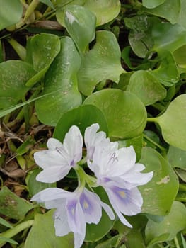 violet and white colored kochuri pana flower with green leaf