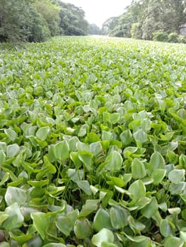 green colored kochuri pana stock on water