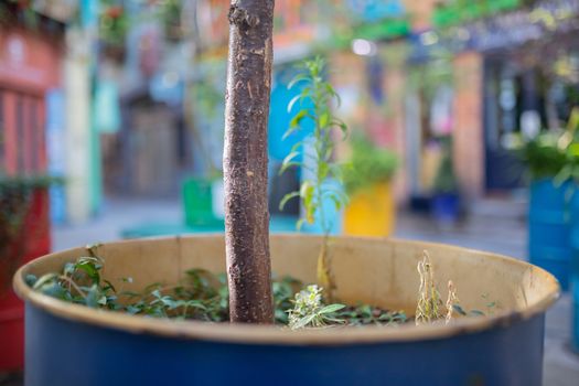 Landscape View of Plants and a Thick Branch Planted on a Blue Metal Barrel with colorful blurry buildings from London, UK as background