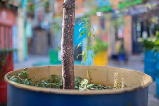 Landscape View of Plants and a Thick Branch Planted on a Blue Metal Barrel with colorful blurry buildings from London, UK as background