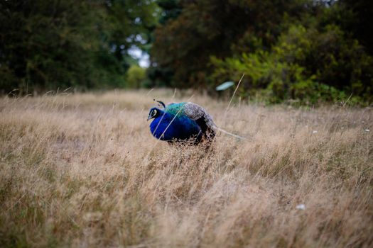 Landscape View of a Peacock Sitting on the Dry Grass with a blurry forest as Background