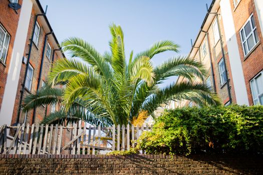 Landscape View of a Palm Tree Behind a Red Brick Wall Between Two Buildings and Under a clear blue sky