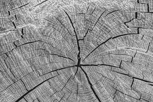 Wood texture of cutted tree trunk, close-up