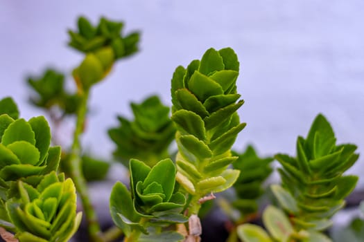 Green succulent leaf of subtropics