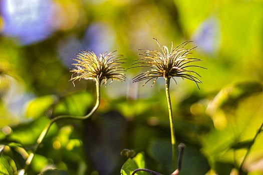 Vine flowers crimean on blur green background.