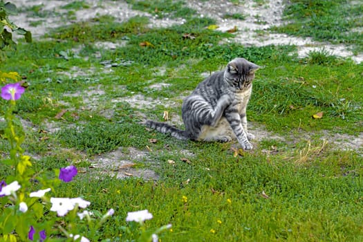 The cat raised his hind leg and licked her tongue.