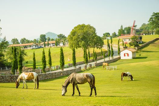 horses in the green field of resort