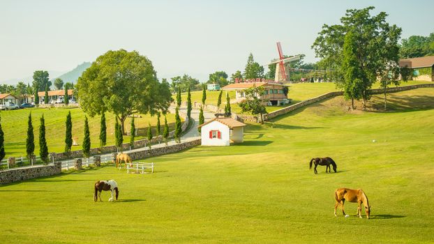 horses in the green field of resort