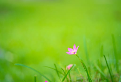purple grass flower on green background