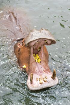 Hippopotamus wide open in the water