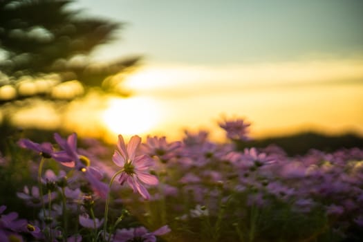 Pink cosmos in the evening