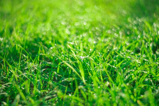 drops of dew on a green grass field